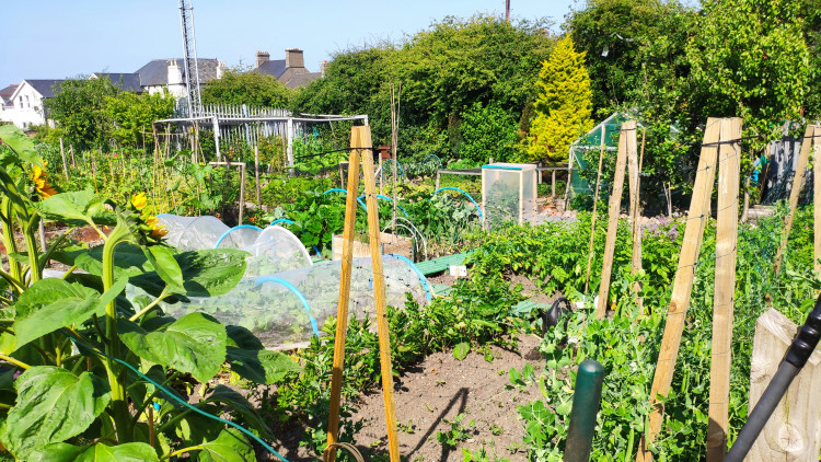 Mr McCurrie, 80, has had a plot at the allotment site on Newboult Road since 2018 but claims he has been forced off the site due to a ‘propaganda war’ (