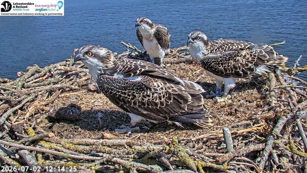 Rutland Osprey Project celebrates another successful year (Photo: ROP)