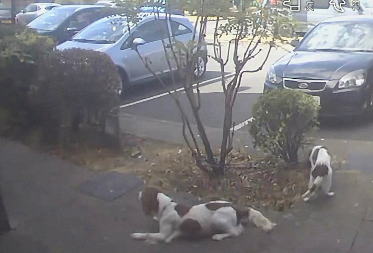 A couple have been reported to the RSPCA after two dogs were left tied to a tree at Cronkinson Farm, Stapeley on 8 August (Photo: CCTV).