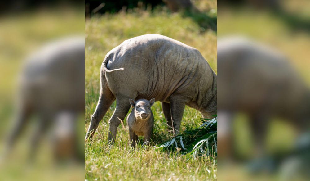 Babirusas are one of the oldest wild pig species still alive today (Image via: Chester Zoo)