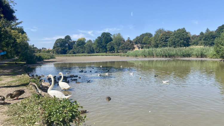 Only a small amount of water remains in the lake at Abbey Fields (image by Nub News)