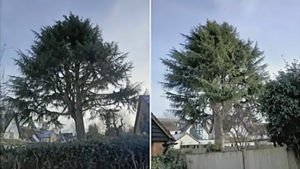 The cedar tree is next to a cottage on Fieldgate Lane (image via WDC)
