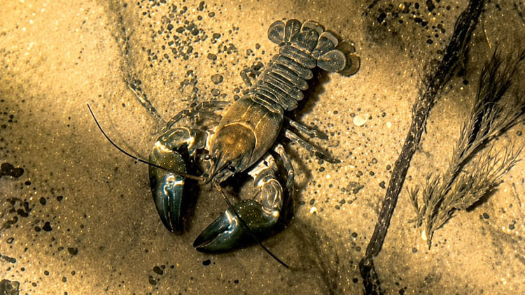 The American signal crayfish was discovered by local resident, Paul Holland (Photo: Supplied).