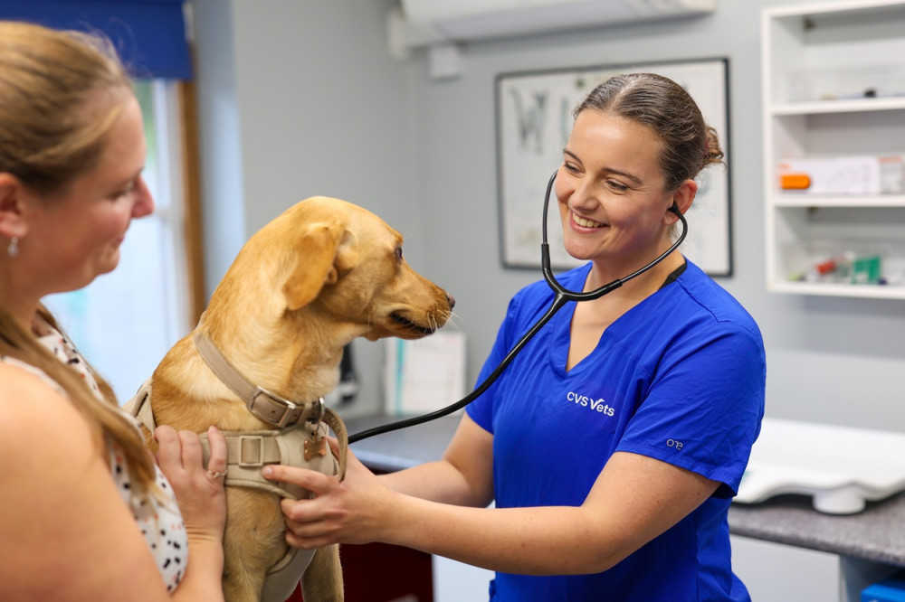 It includes completely unlimited consultations with veterinary surgeons and nurses, with no exclusions