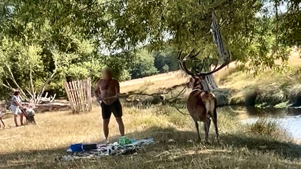 A shirtless man was caught prodding a stag with a stick in Richmond Park last month (credit: Freya Reid/ SWNS).