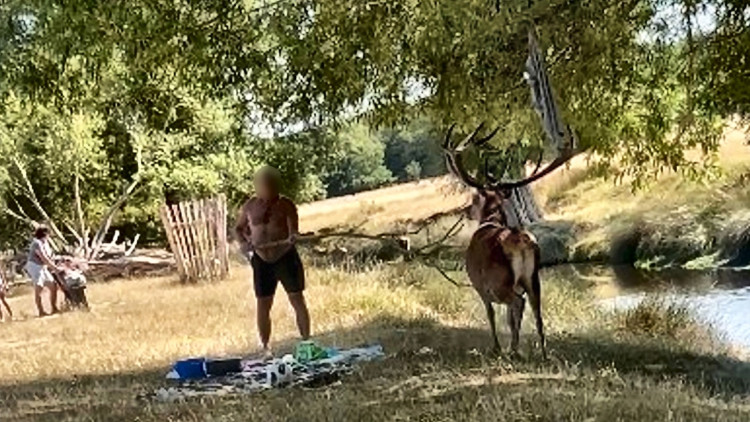 A shirtless man was caught prodding a stag with a stick in Richmond Park last month (credit: Freya Reid/ SWNS).