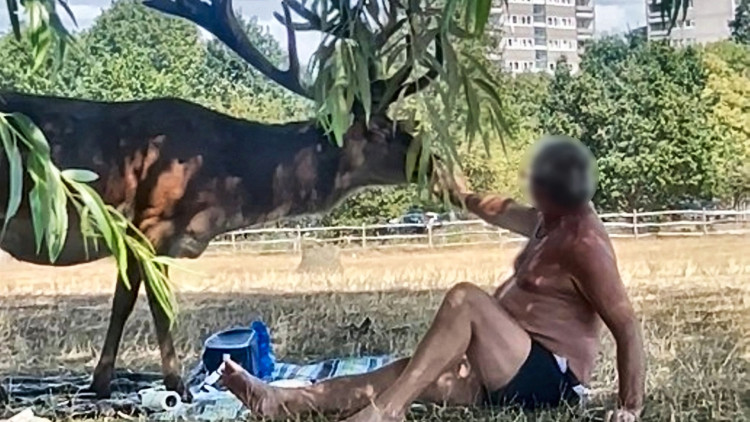 A shirtless man was caught prodding a stag with a stick in Richmond Park last month (credit: Freya Reid/ SWNS).