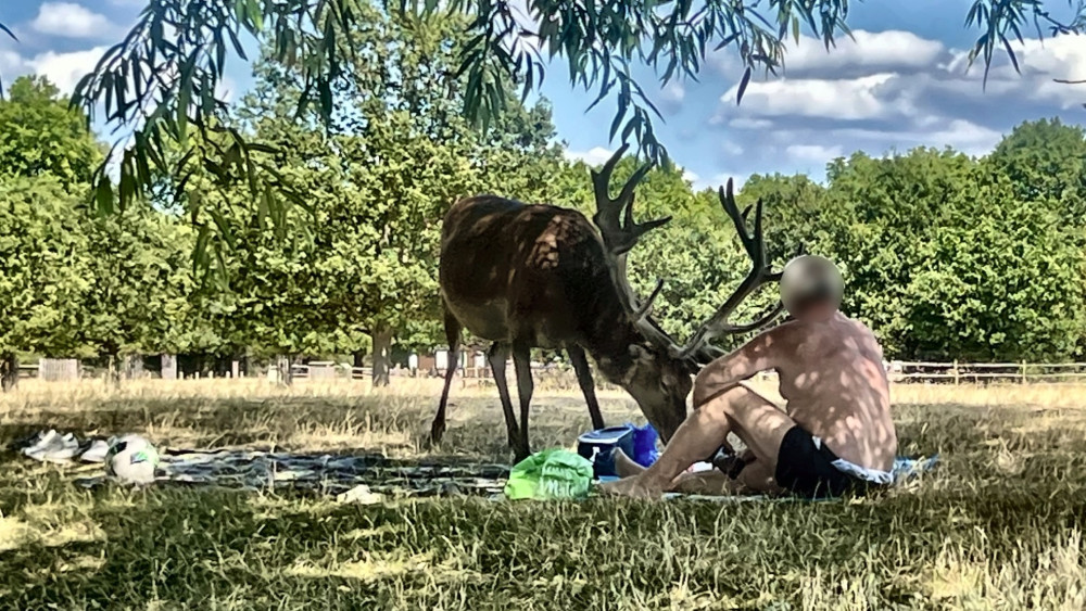 A shirtless man was caught prodding a stag with a stick in Richmond Park last month (credit: Freya Reid/ SWNS).
