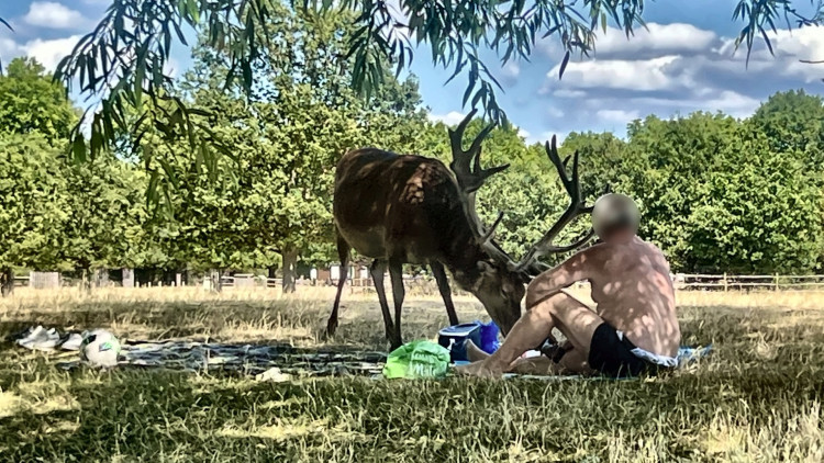A shirtless man was caught prodding a stag with a stick in Richmond Park last month (credit: Freya Reid/ SWNS).