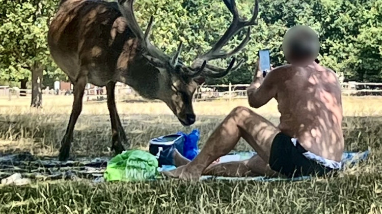 A shirtless man was caught prodding a stag with a stick in Richmond Park last month (credit: Freya Reid/ SWNS).