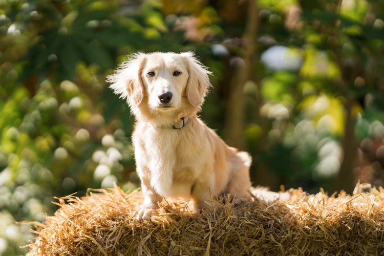 Pawsome Pooch is back at Clarks Village