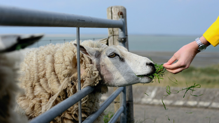 Wool does not protect sheep from Bluetongue (image via congerdesign on Pixabay)