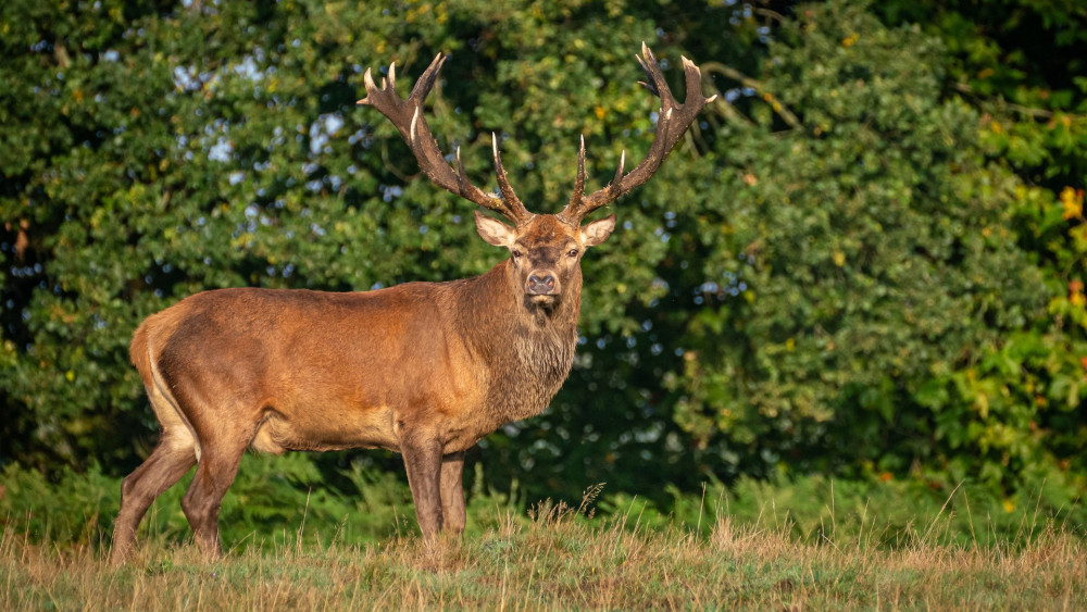 The Royal Parks says deer are wild animals and should never be approached or fed (credit: SWNS).