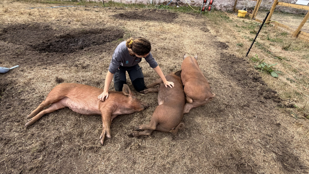 Pigs Honeysuckle, Rosehip and Primrose with Acting Livestock Manager Lauren (image via Livia Gregor)
