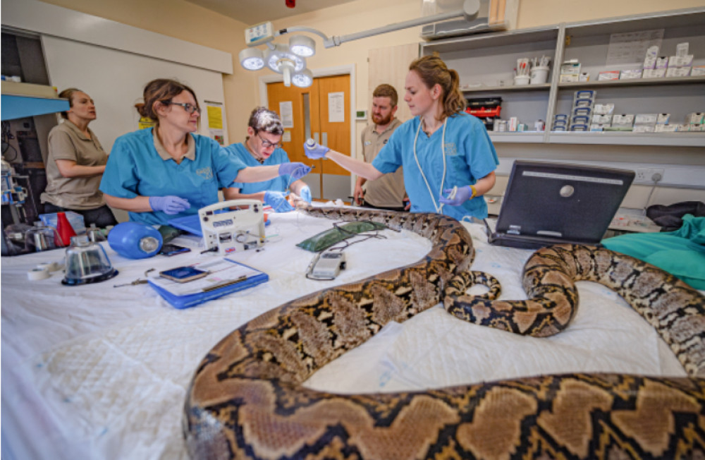 Experts anaesthetised Jodie in her own habitat using a makeshift operating table the “size of a double bed” (Image: Chester Zoo)