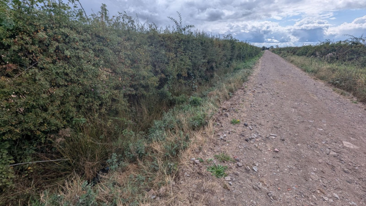 The dog was found dumped on a verge along Moor Lane, Kinnerton (Image: supplied)