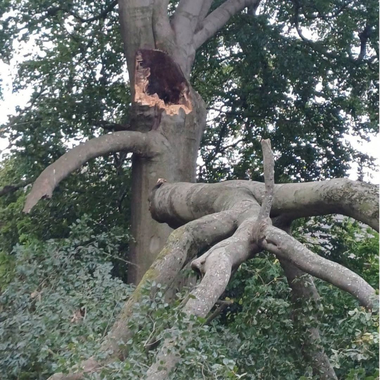 A branch fell from the tree in Priory Park on Thursday (image via WDC)