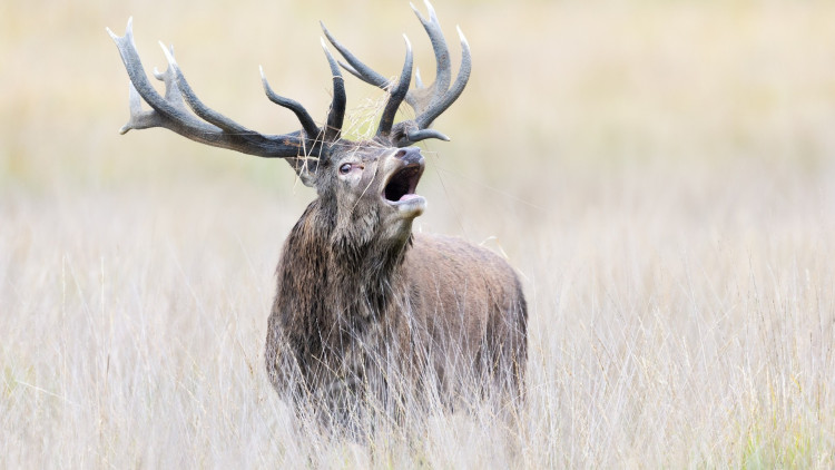 Liberal Democrat councillors have urged visitors to Richmond and Bushy Parks to maintain a safe distance away from deer (credit: SWNS).