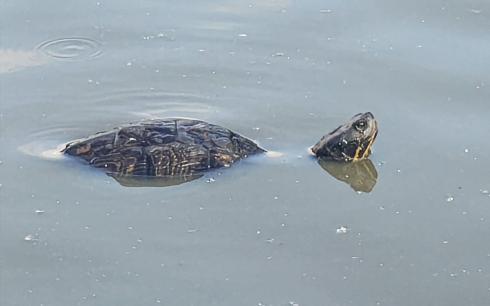 A terrapin has been spotted in Abbey Fields lake (image by Abby Osborne-Davis)