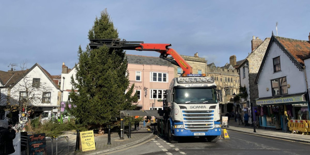 Glastonbury secures 30ft Christmas tree for 2026 (Photo: GTC) 