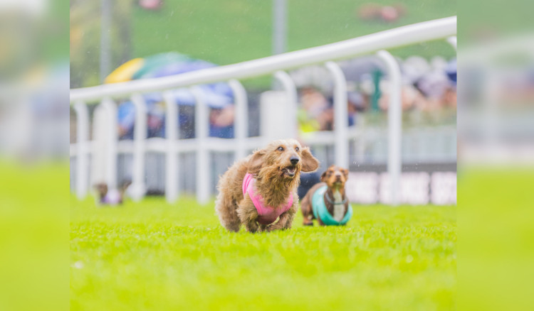 The fastest pup will win a champagne bottle plush toy (Image: Chester Racecourse)