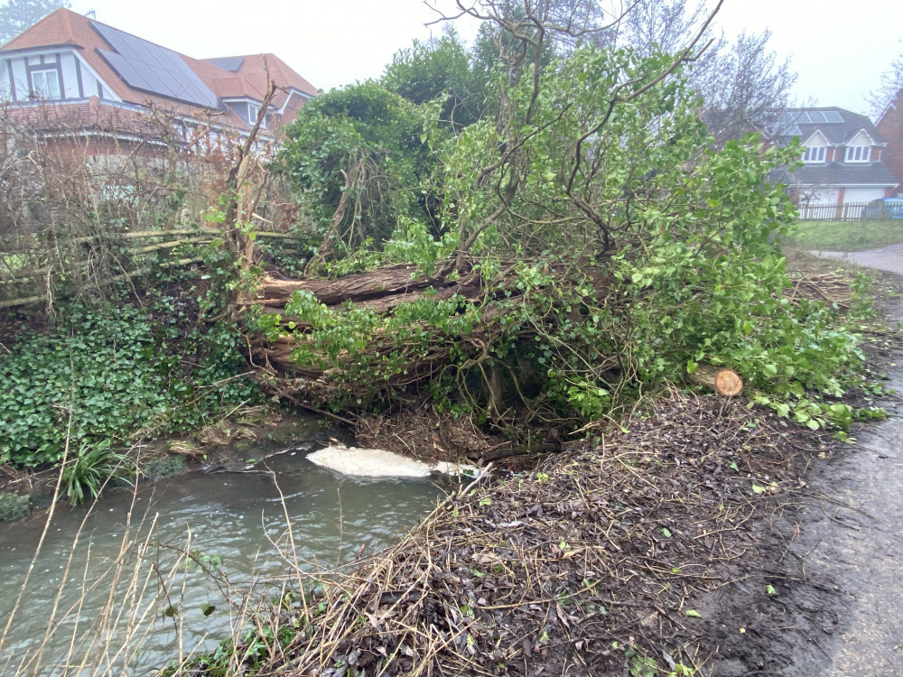 A fallen tree in Kenilworth last year (image by Nub News)