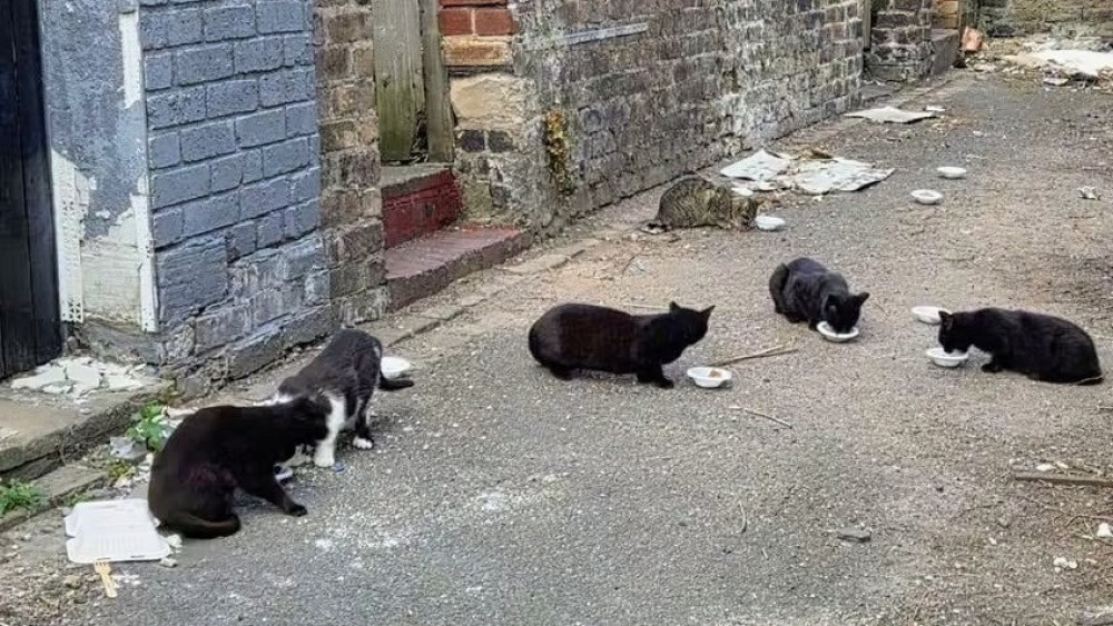 Crewe and Nantwich cat rescues have warned overpopulation is 'becoming out of control' (Photo: Betley Cat Rescue).