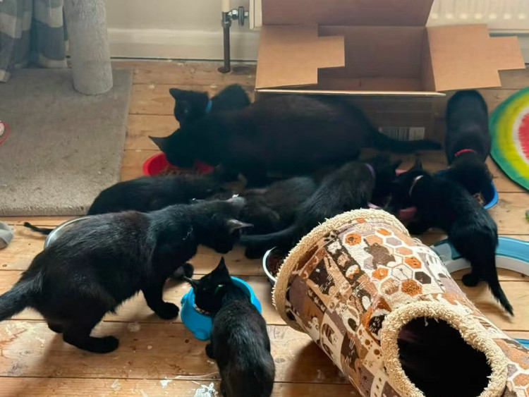 Crewe and Nantwich cat rescues have warned overpopulation is 'becoming out of control' (Photo: CW Cat Rescue).