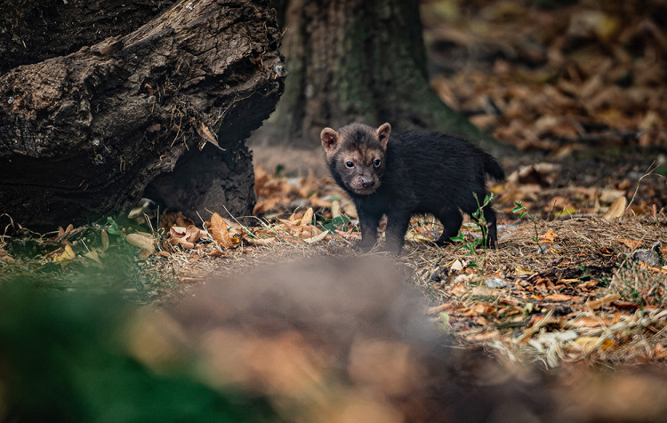 Bush dogs are found across parts of Latin America, where they live in family groups in a variety of habitats (Image: Chester Zoo)