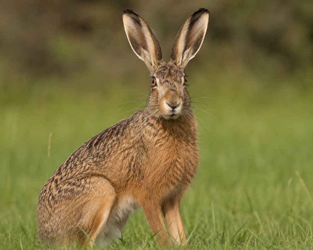 40% reduction in hare-coursing in Hertfordshire last year had been as a result of police activity.
