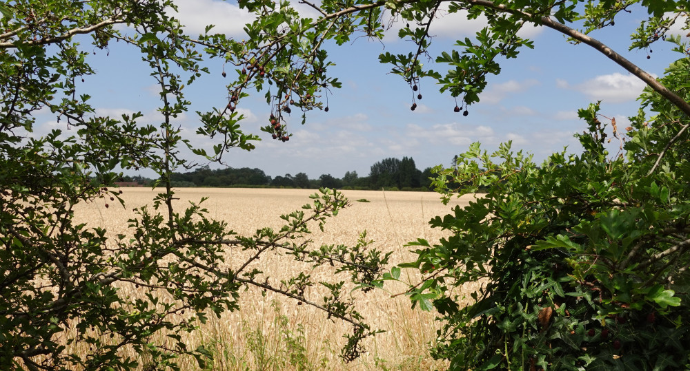 Old Milverton and Blackdown Joint Parish Council is opposing plans for 2,000 new homes to the north of Leamington Spa (image supplied)