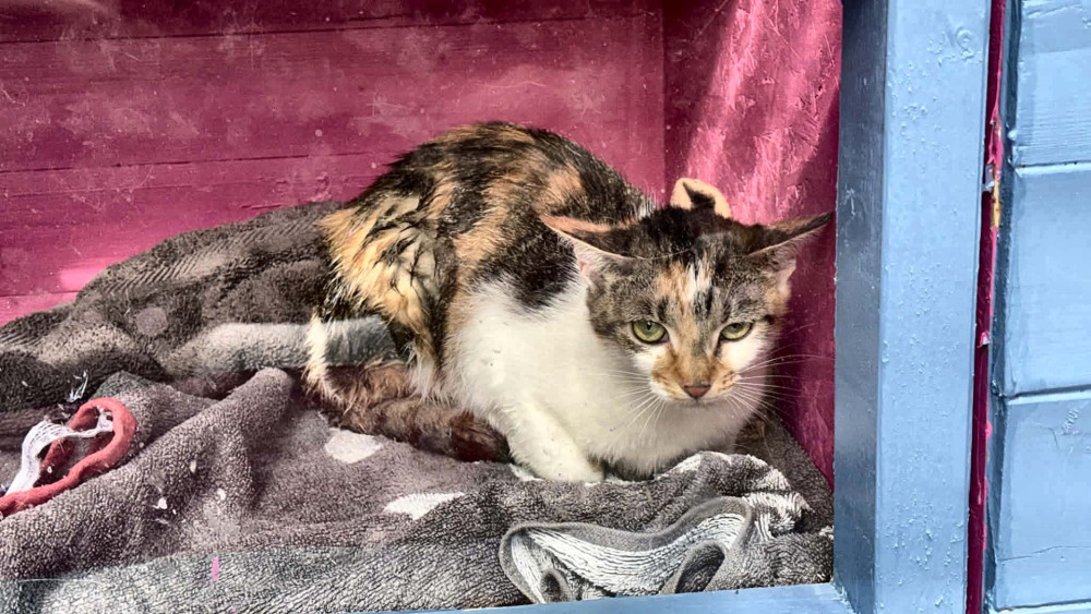 Bradley Shaw, founder of Cat Crisis – UK and a volunteer with Happy Paws Cat Rescue, launched the campaign after witnessing first-hand the increasing pressure being placed on animal rescue organisations (Image supplied)