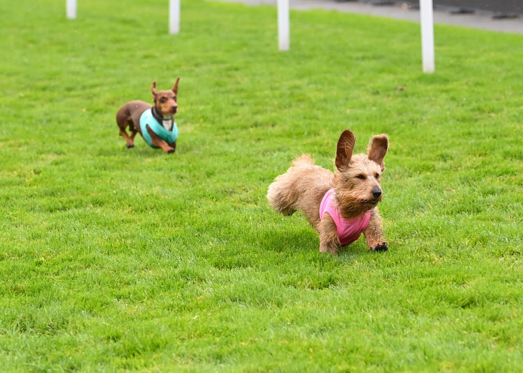 Racegoers can enjoy the return of the popular Dachshund Derby (Image: Chester Racecourse)