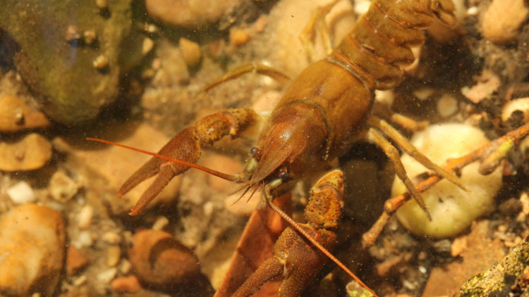 'White-claws are key river ecosystem engineers, recycling dead matter and improving water quality' say Staffordshire Wildlife Trust (image via Nick Mott)