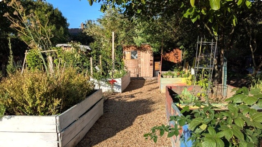The Shacklegate Allotments have been in Teddington for around 100 years (Credit: Save Teddington Allotments)