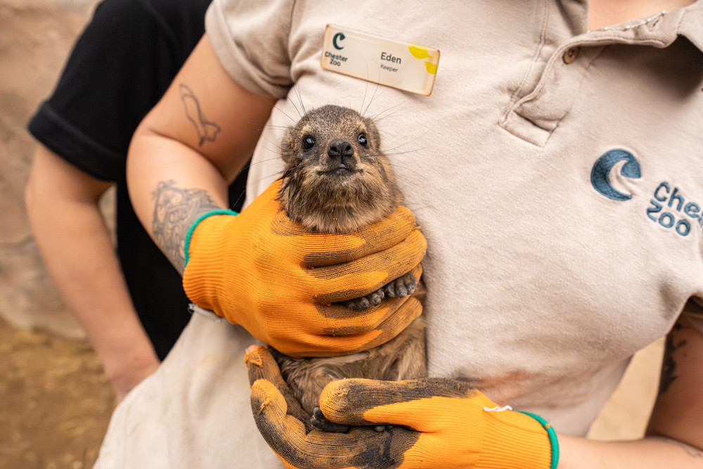 Hyraxes' fur colouring and rounded shape helps them blend in with rocks (Image: Chester Zoo)