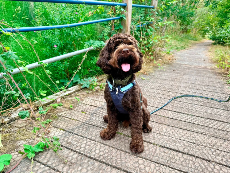 Meet Murphy and Candice, the Ashby duo mapping all their favourite dog-friendly spots (Photo: Murphy and Me)