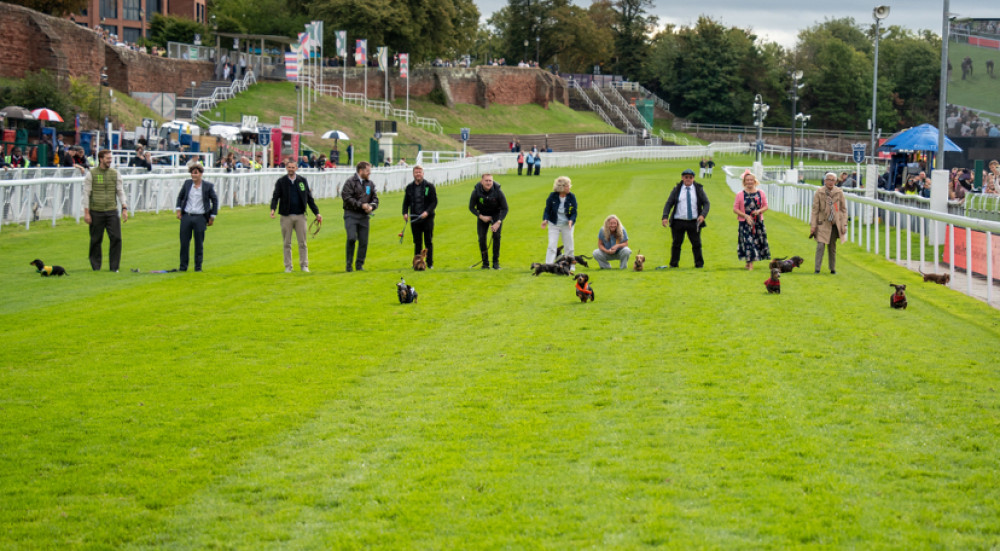 The Dachshund Derby returned to Chester Racecourse last weekend (Image: Chester Racecourse)