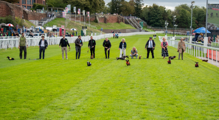 The Dachshund Derby returned to Chester Racecourse last weekend (Image: Chester Racecourse)