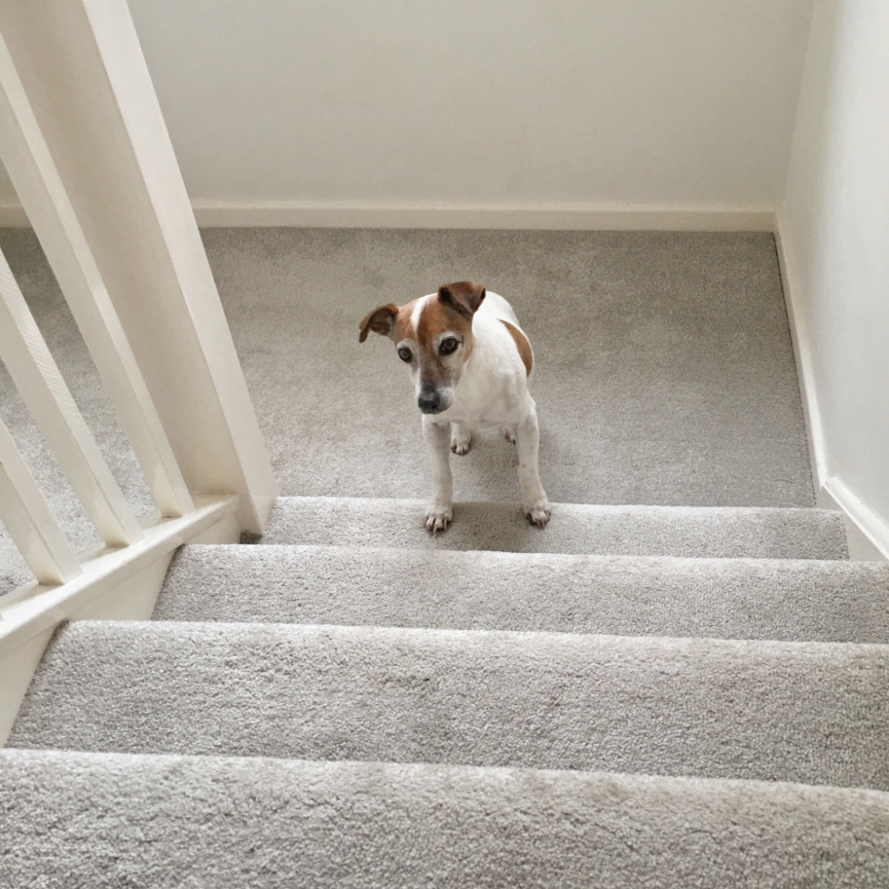 It can leave pets reluctant to exercise or use the stairs