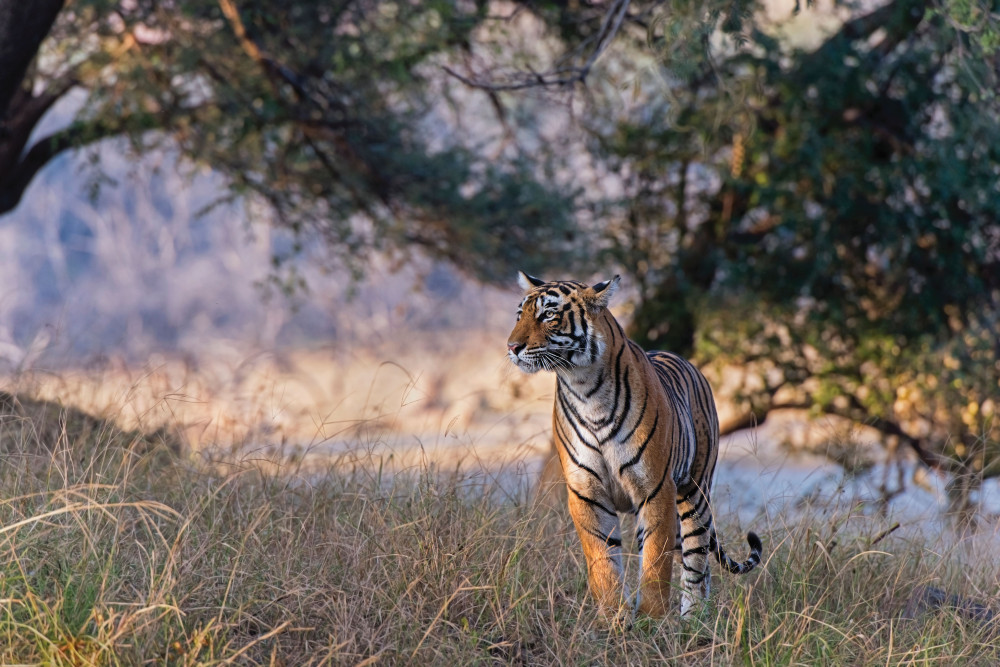 Alsager travel expert, Sara Dickenson, jets off to India's Golden Triangle and Kerala and wants the town to follow along. (Photo: Sara Dickenson)