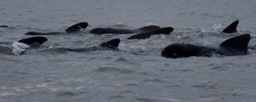 A pod of Pilot whales from a previous offshore sighting in the Thames estuary. 