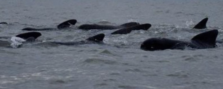 A pod of Pilot whales from a previous offshore sighting in the Thames estuary. 
