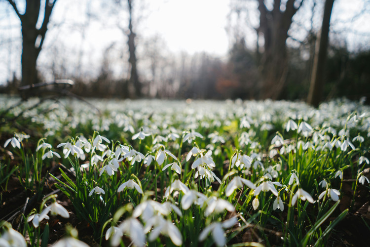 Shepton Mallet's annual Snowdrop Festival poetry and photography competitions are now open for entries for 2027.