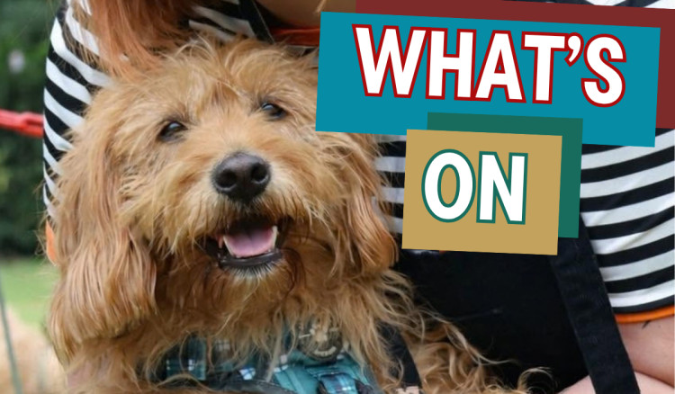 Nub News' guide to the weekend in Congleton (Credit: RSPCA)