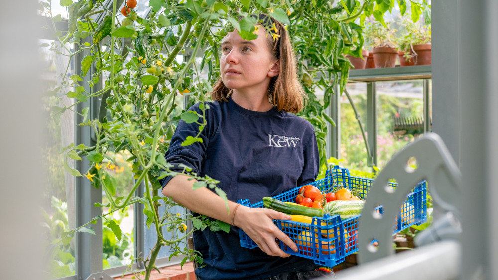 The donation from Kew is helping to reduce food waste and feed hungry residents throughout the borough (credit: Sebastian Kettley/ RBG Kew).