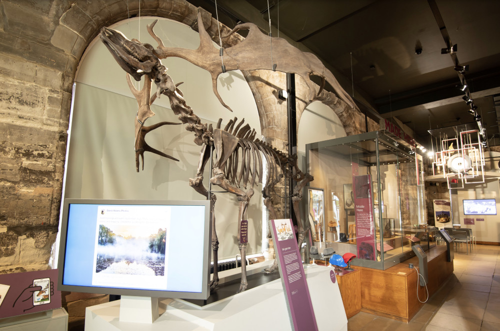 Warwickshire's famed museum resident Oisin, a Giant Irish Deer is set to undergo conservation (image supplied)