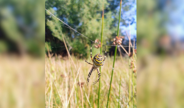 The large yellow-and-black spider was spotted during a biodiversity survey of Chester Zoo's estate (Image via: Chester Zoo)