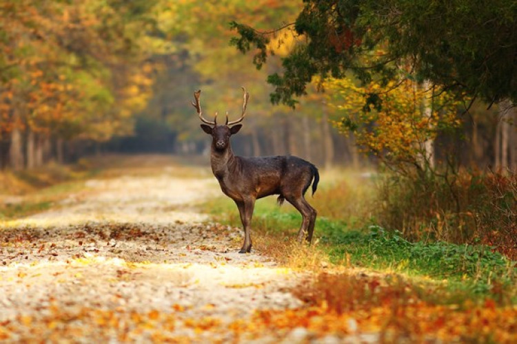 The animals are particularly active around dawn and dusk