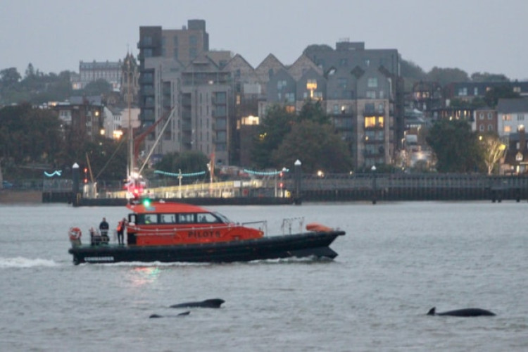 Pilot Whales being herded to safety. Picture taken by Cllr Bailey Scott.